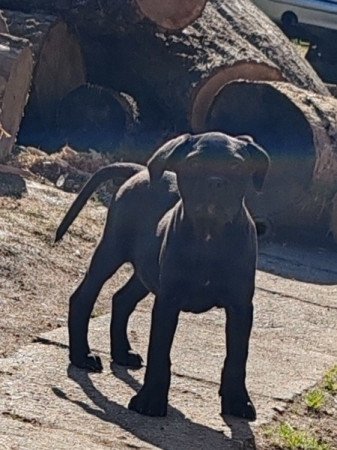 Cane corso