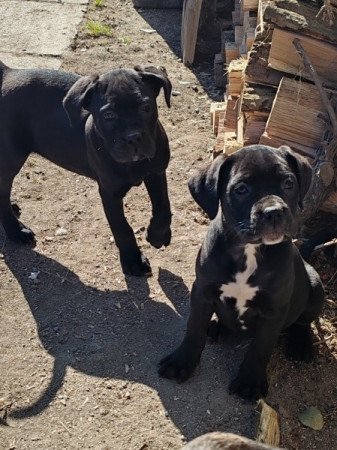 Cane corso