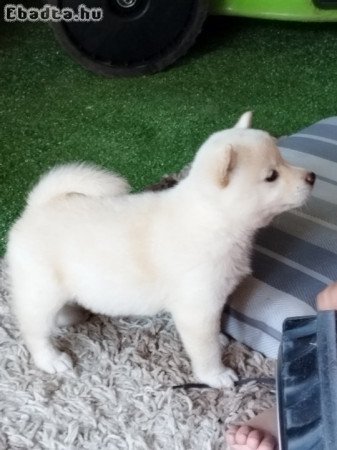 Shiba Inu kiskutyák