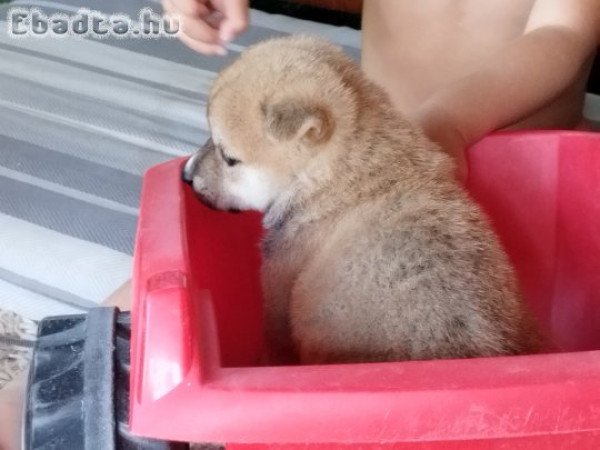 Shiba Inu kiskutyák