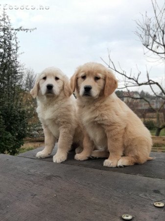 eladó golden retriever kölykök