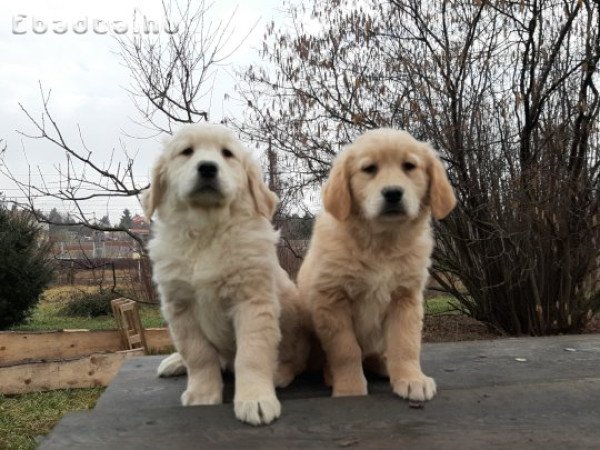 eladó golden retriever kölykök