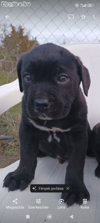 Cane corso kiskutyák  eladók