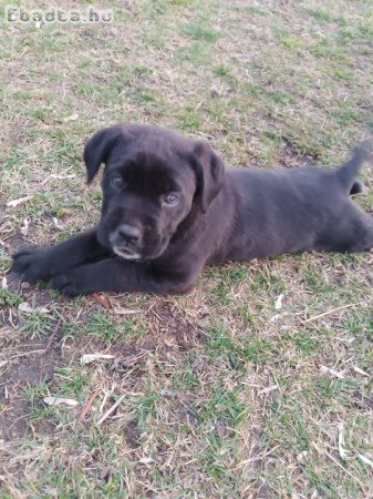 Cane corso kiskutyák  eladók