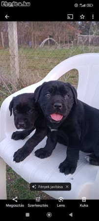 Cane corso kiskutyák  eladók