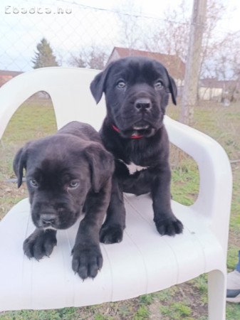 Cane corso kiskutyák  eladók