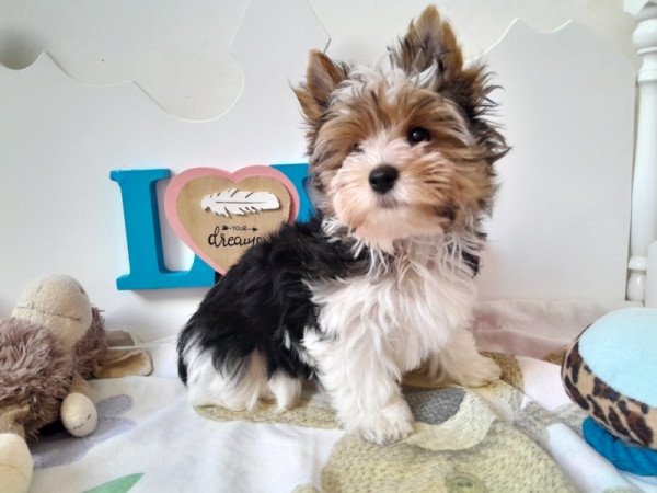 Biewer Yorkshire terrier