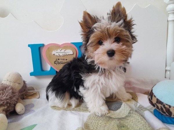 Biewer Yorkshire terrier