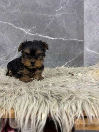 Yorkshire terrier