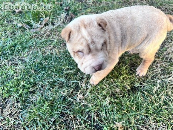 Shar pei kutyuss