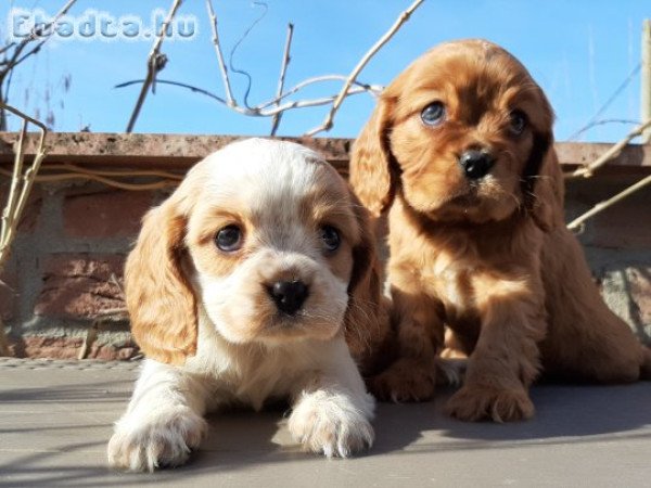 eladó cavalier king charles spániel