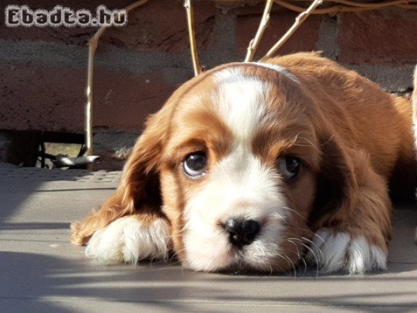 eladó cavalier king charles spániel