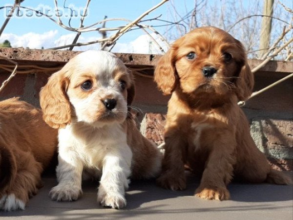 eladó cavalier king charles spániel