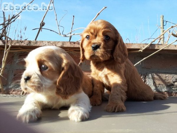 eladó cavalier king charles spániel