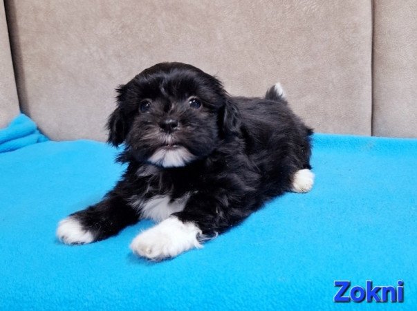 Bichon havanese