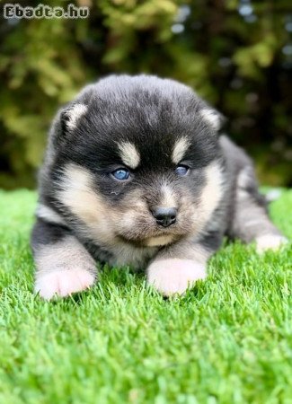 Pomsky- pomsky, dwarf and mini