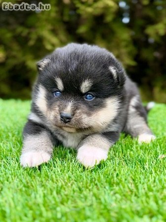 Pomsky- pomsky, dwarf and mini