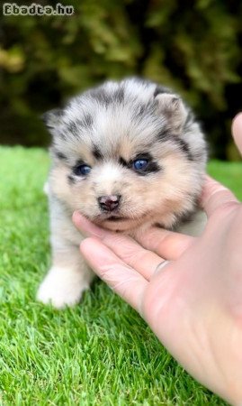 Pomsky- pomsky, dwarf and mini