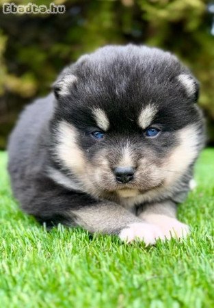 Pomsky- pomsky, dwarf and mini