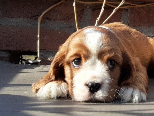 Cavalier King Charles spániel