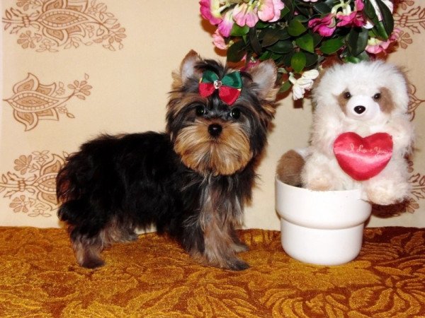 Yorkshire Terrier, Yorki