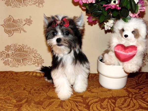 Biewer Yorkshire Terrier Yorki