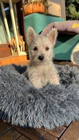 West Highland White Terrier