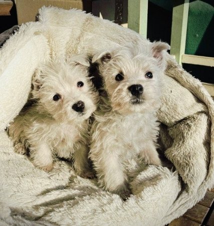 West Highland White Terrier