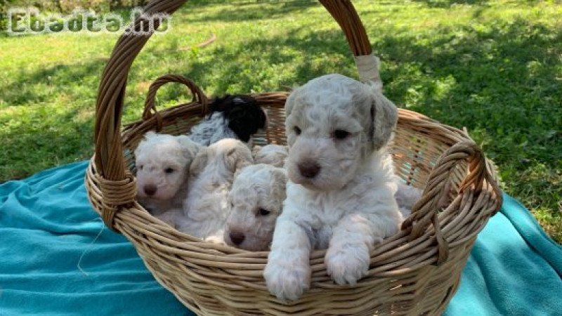 Lagotto Romagnolo kiskutyák