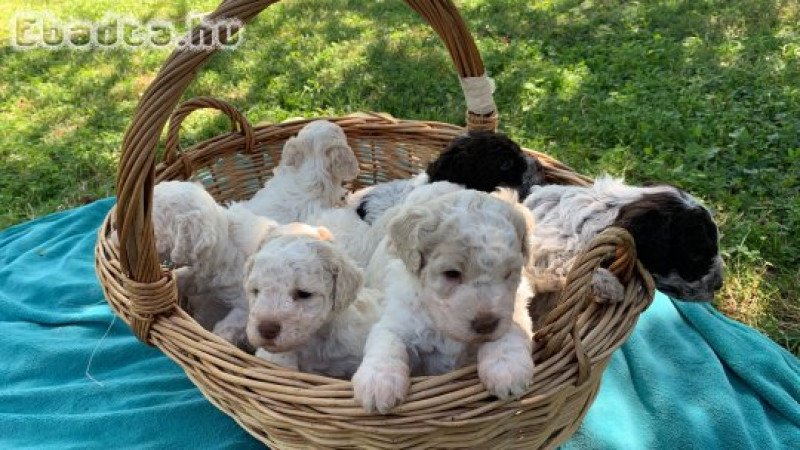 Lagotto Romagnolo kiskutyák