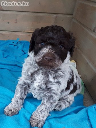 Lagotto Romagnolo kiskutyák