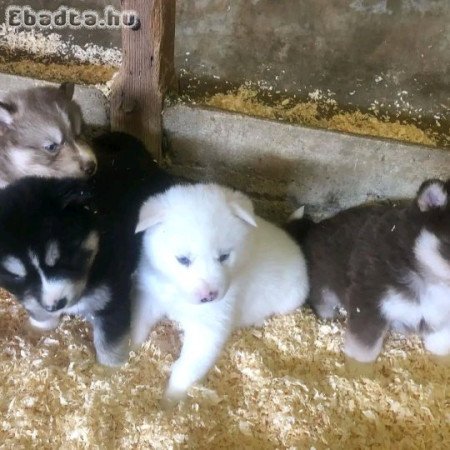 12 hetes szibériai husky kapható