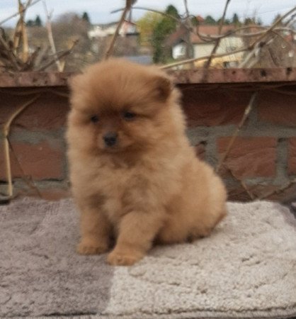 pomerániai törpe spicc