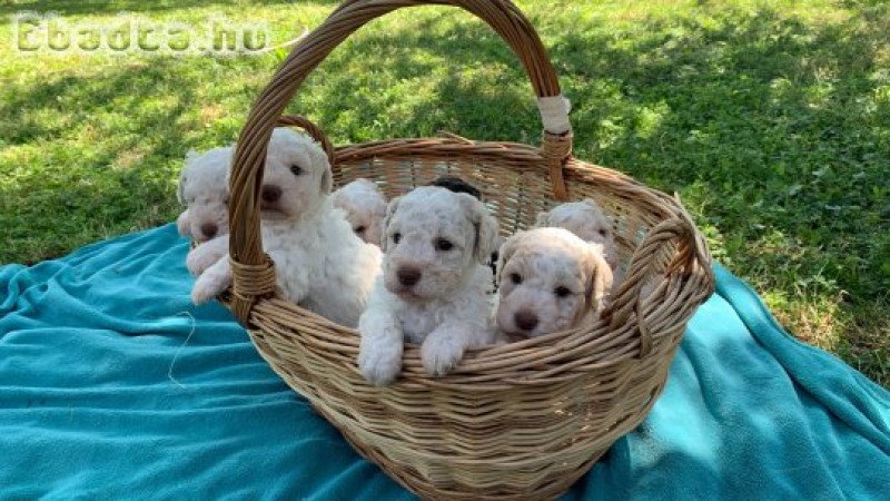 Lagotto Romagnolo kiskutyák