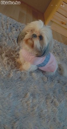 Shi-tzu kis kutyusok