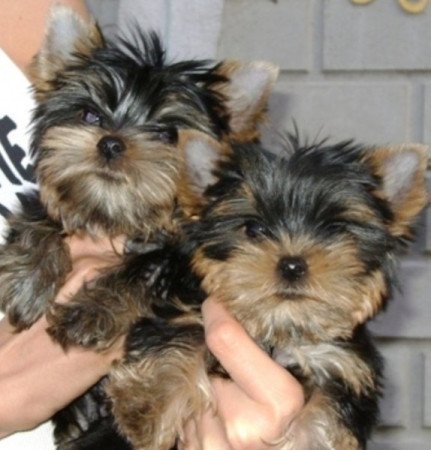 Yorkshire terrier