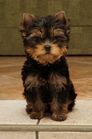 Yorkshire terrier