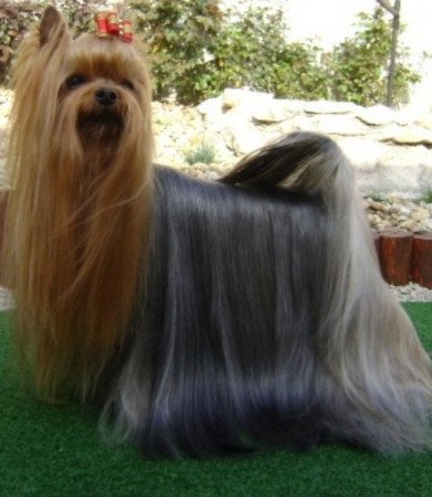 Yorkshire terrier