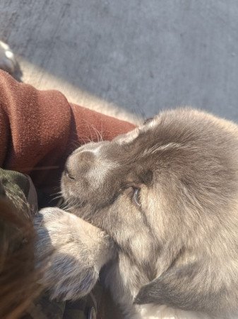 Közép Ázsiai Juhász