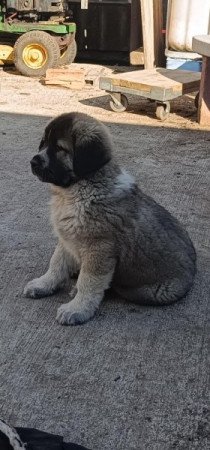 Közép Ázsiai Juhász