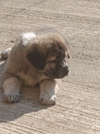 Közép Ázsiai Juhász