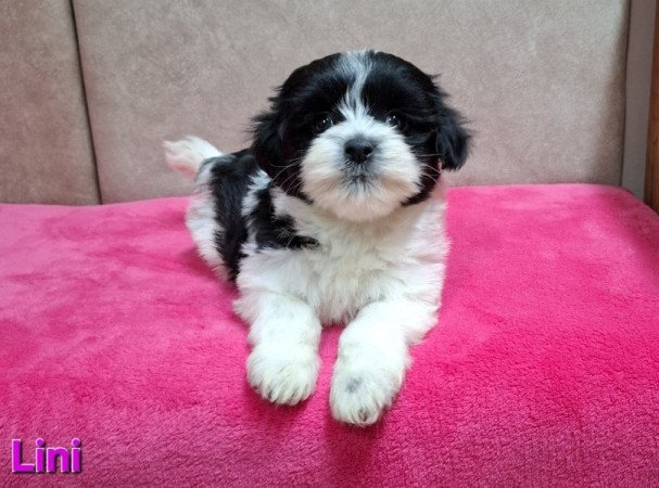 Bichon havanese