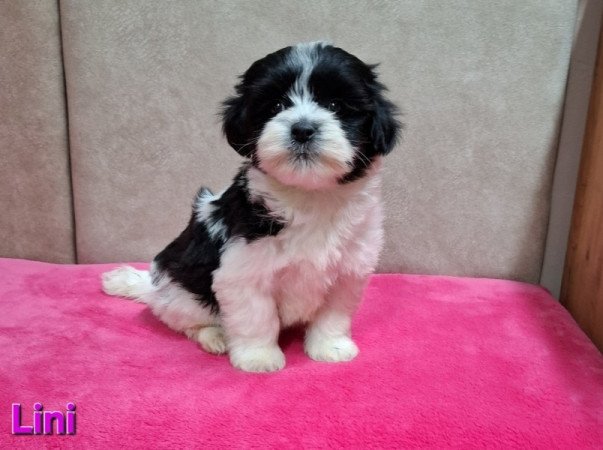 Bichon havanese