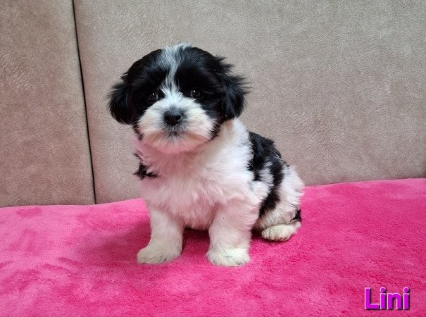 Bichon havanese