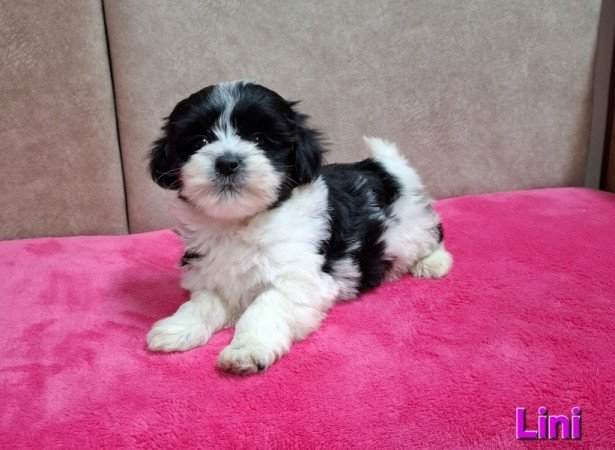 Bichon havanese