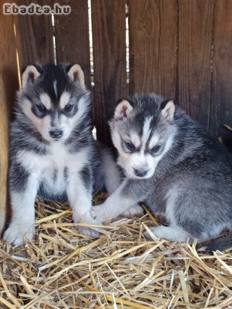 Husky kölykök várják leendő társukat