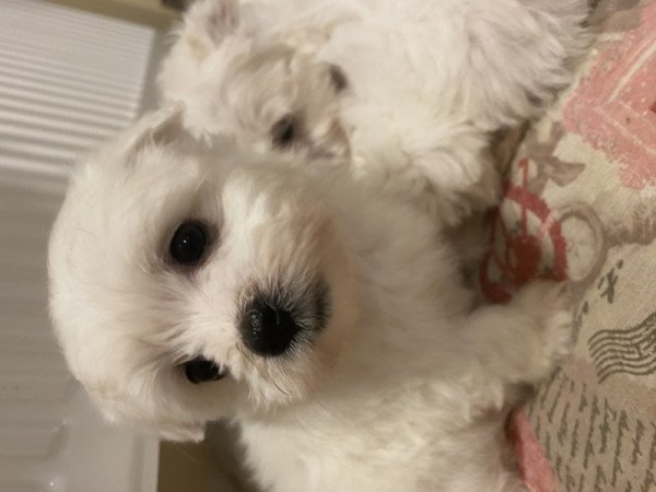 Bichon Havanese