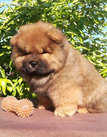 chow-chow kan eladó