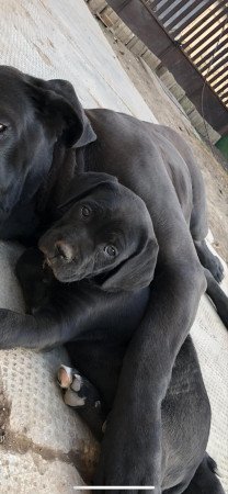 Cane Corso kislány