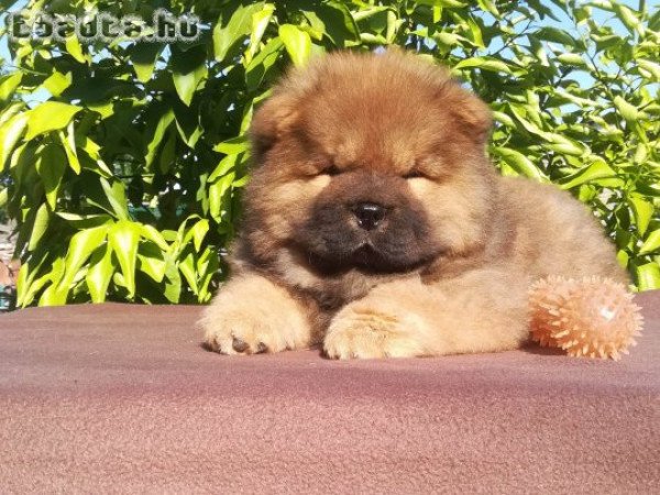 chow-chow kan eladó